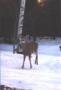 White Tail Deer