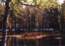 Autumn Scene