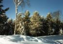 Snow Scene